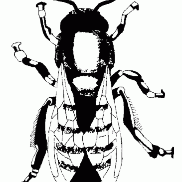 Free Bee Graphic