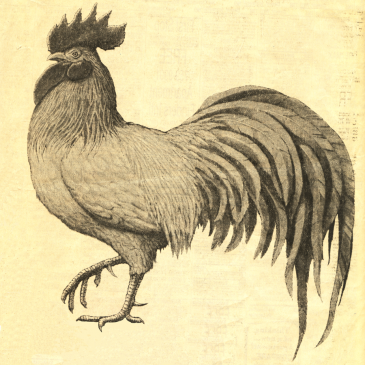 Free Rooster Graphic Art